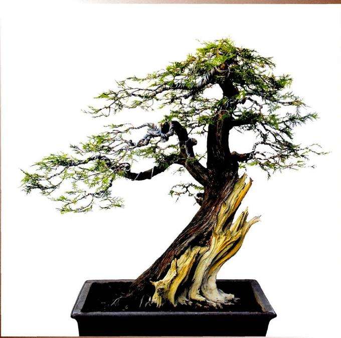 完成制作后的盆景数相