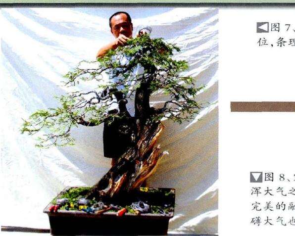 对盆景树冠进行蟠扎调整