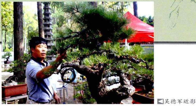 图解日本黑松盆景的再次制作