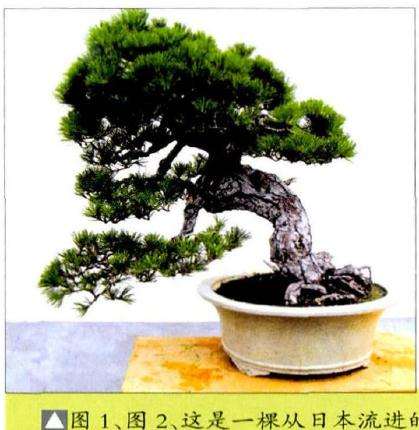 这是一棵从日本流进的黑松盆景