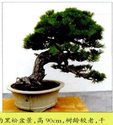 这是一棵从日本流进的黑松盆景