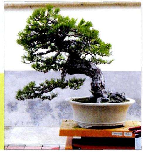 对盆景树冠进行初步梳理