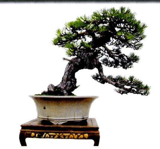 盆景完成制作后的正反两面效果图