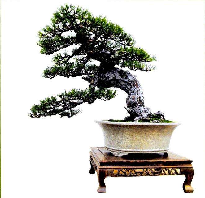 盆景完成制作后的正反两面效果图