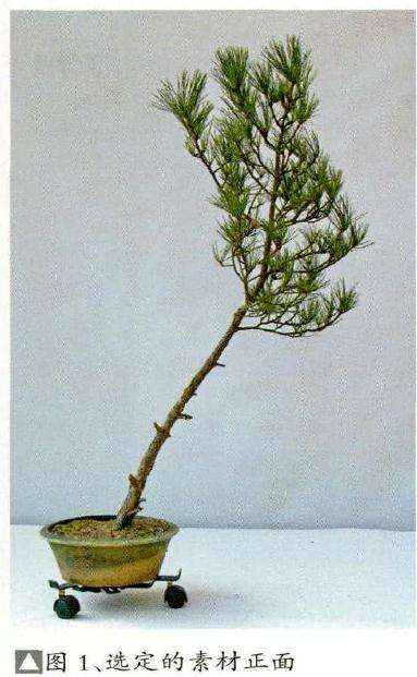 盆景《出尘》的制作始自2004年初