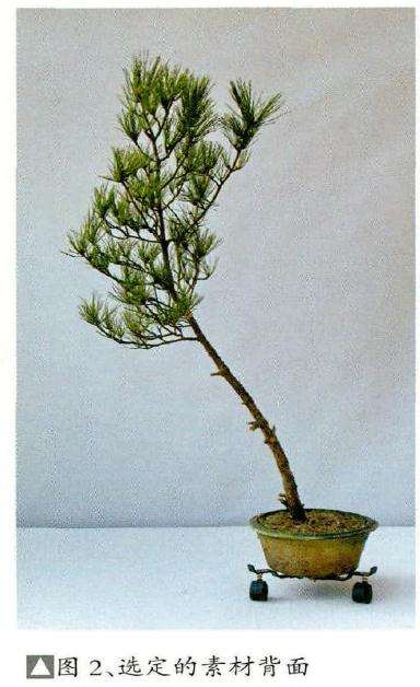 盆景《出尘》的制作始自2004年初