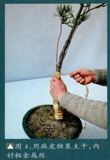 为便于盆景矫形