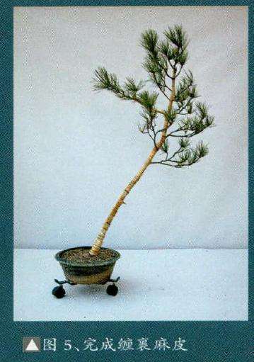 为便于盆景矫形