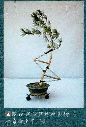 使盆景达到微弯
