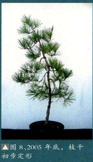 盆景枝叶也开始丰满