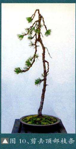 2011年又将盆景顶部枝条剪去