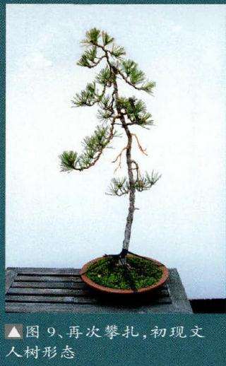 再次用金属丝攀扎盆景