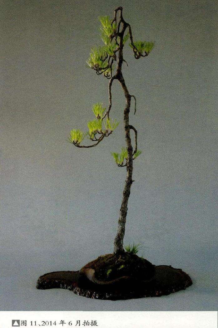 2014年基本完成盆景造型