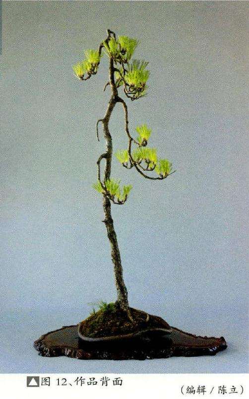 2014年基本完成盆景造型