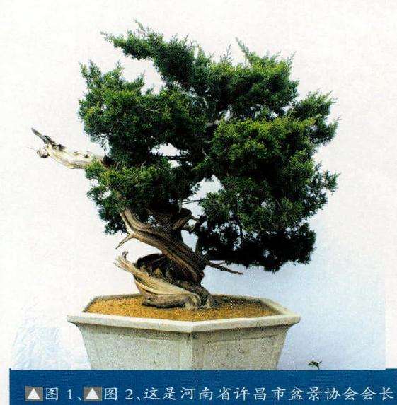 台湾真柏盆景桩材