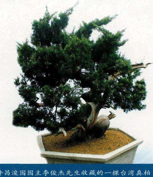 台湾真柏盆景桩材