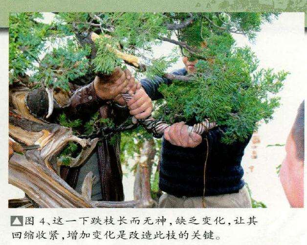 增加盆景变化是改造此枝的关键