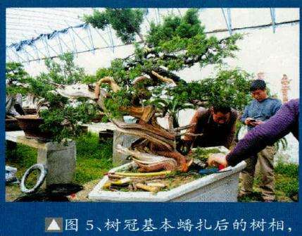 树冠基本蟠扎后的盆景树相