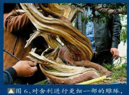 盆景对舍利进行更细一部的雕琢