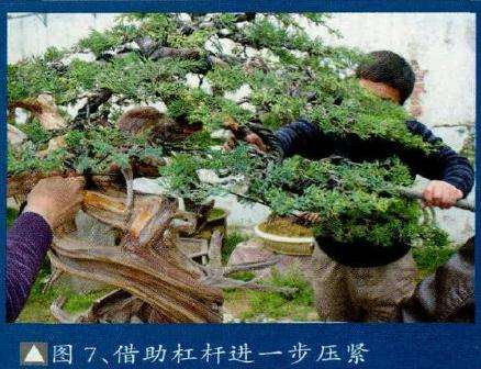 盆景树冠与树干的粗度比例更加协调