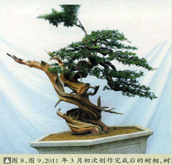 2011年3月初次创作完成后的盆景树相