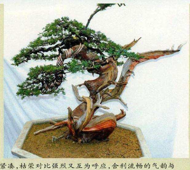 2011年3月初次创作完成后的盆景树相