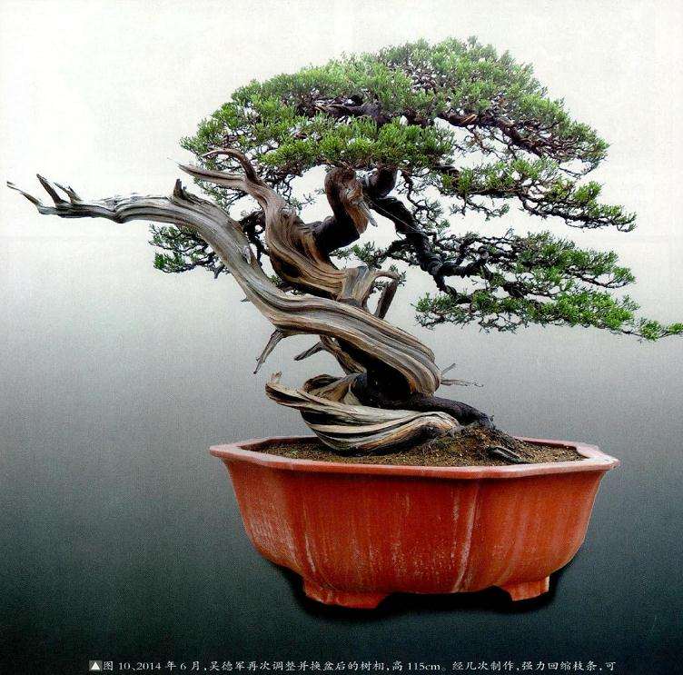 吴德军再次调整并换盆后的盆景树相