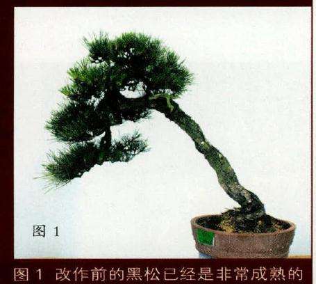 黑松盆景已经是非常成熟的作品了