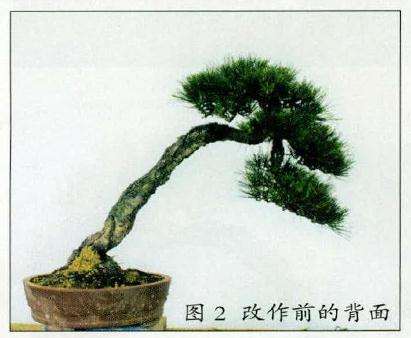 盆景深思熟虑后进行枝叶的册吐减