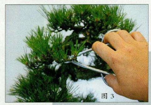 盆景深思熟虑后进行枝叶的册吐减