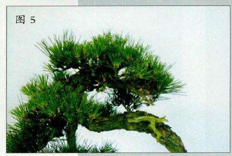 盆景深思熟虑后进行枝叶的册吐减