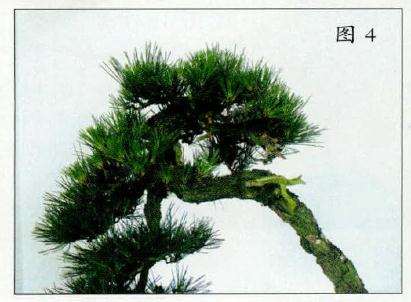 盆景深思熟虑后进行枝叶的册吐减