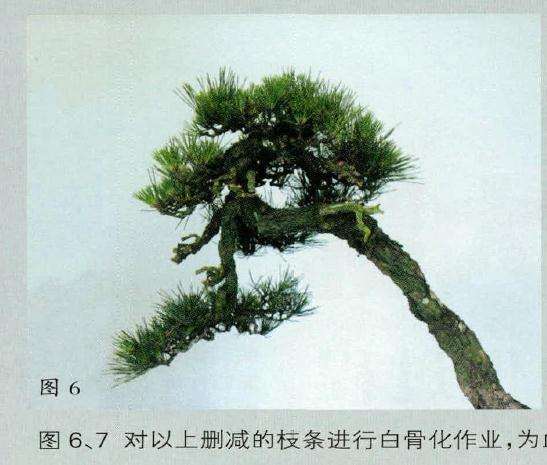 盆景枝条进行白骨化作业