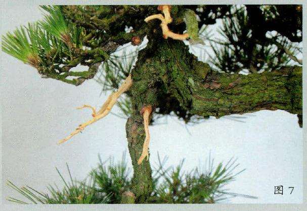 盆景枝条进行白骨化作业