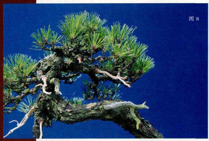 盆景改作后的局部特写