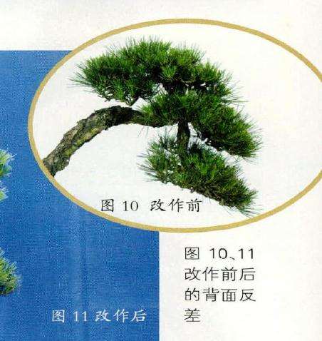 盆景改作前后的背面反差