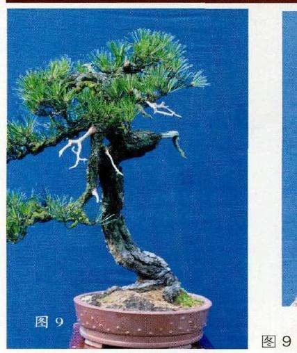 盆景改作后的左侧面