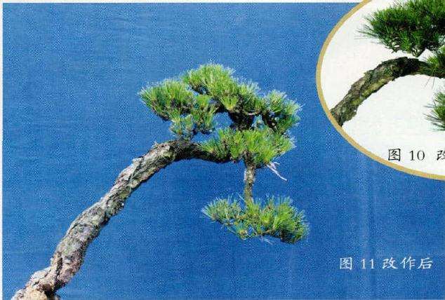 盆景改作前后的背面反差