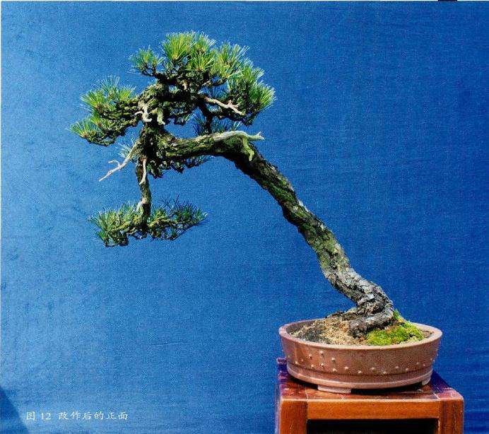 盆景改作后的正面