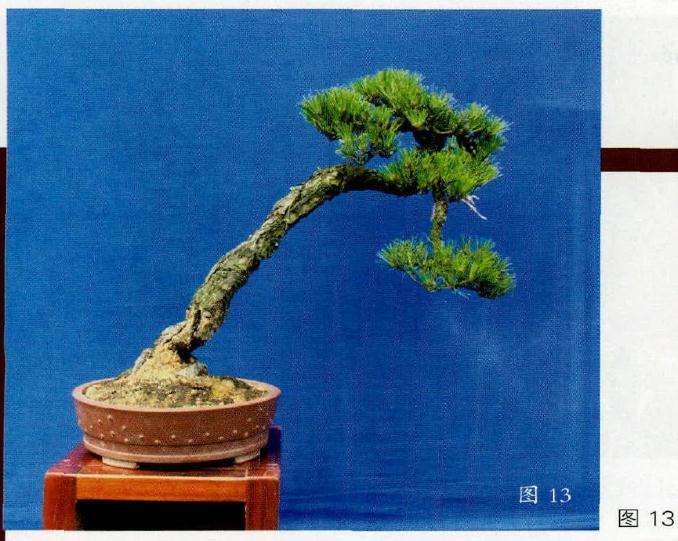 盆景改作后的背面