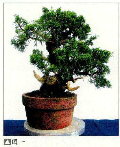 图解 小品真柏盆景怎么制作的14个过程