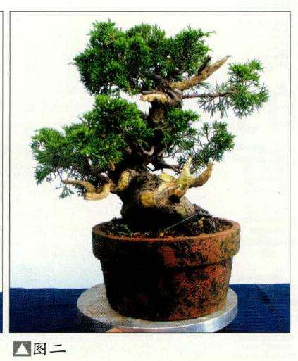 图解 小品真柏盆景怎么制作的14个过程