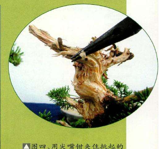 盆景用尖嘴锩夹住挑起的枝条木质