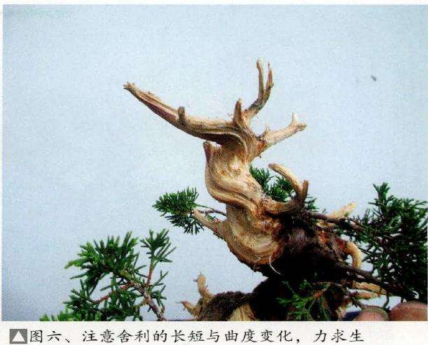 盆景注意舍利的长短与曲度变化
