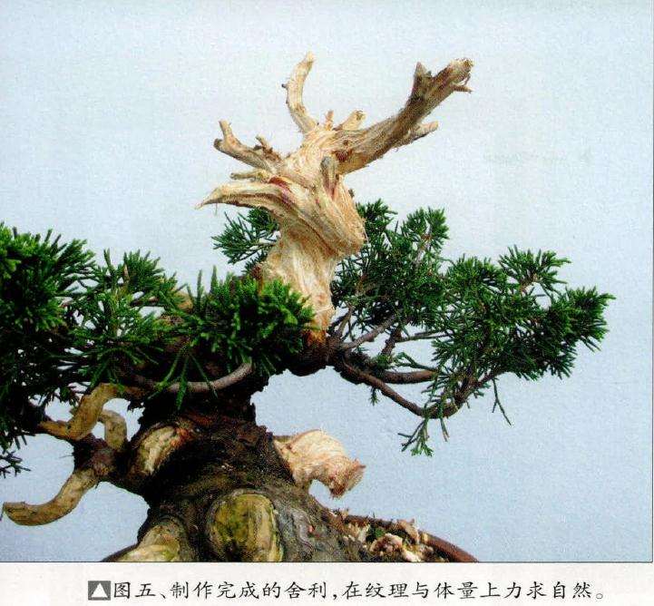 盆景上部枝条剪除后