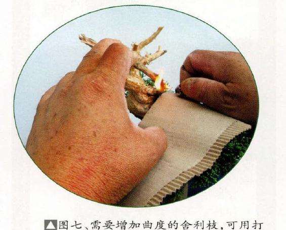 盆景需要增加曲度的舍利枝