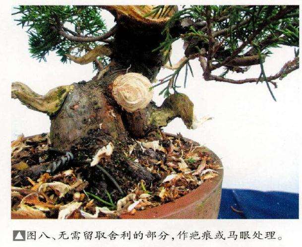 盆景无需留取舍利的部分