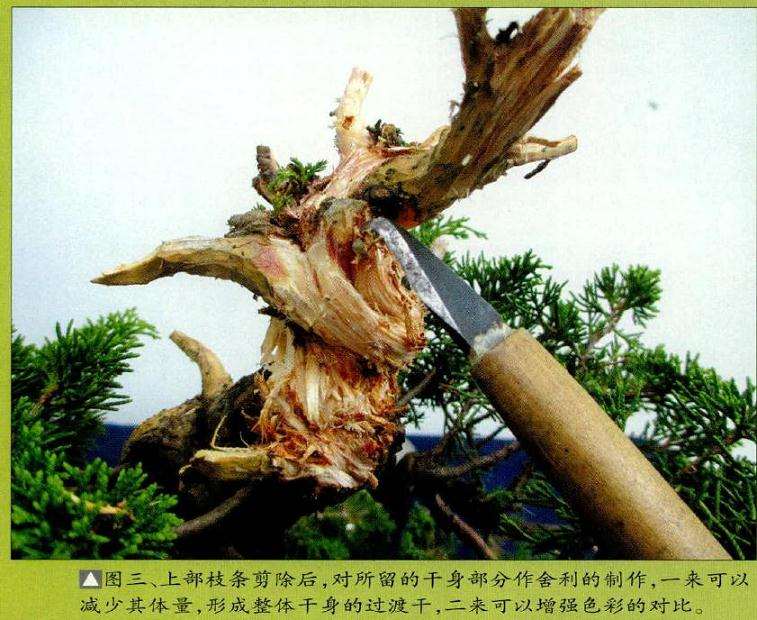 盆景上部枝条剪除后