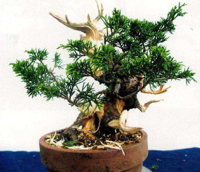 全树的盆景舍利基本制作完成