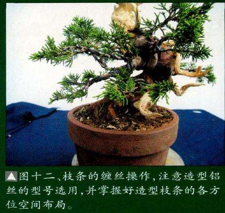 注意盆景造型铝丝的型号选用